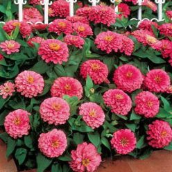 Dreamland Pink Hybrid Zinnia Seeds