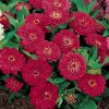 Dreamland Red Hybrid Zinnia Seeds