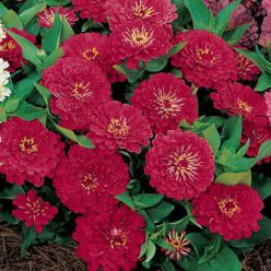 Dreamland Red Hybrid Zinnia Seeds
