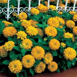 Dreamland Yellow Hybrid Zinnia Seeds