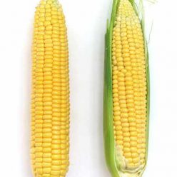 Early Sunglow Hybrid Corn Seeds