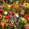 Easy Care Children's Garden Seed Mixture