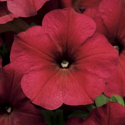 Easy Wave Berry Velour Hybrid Petunia Seeds