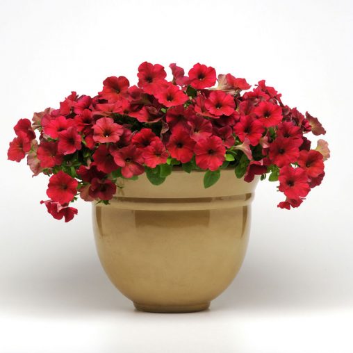 Easy Wave Berry Velour Hybrid Petunia Seeds - Image 3