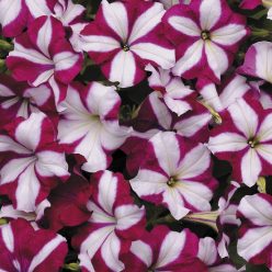 Easy Wave Burgundy Star Petunia Seeds