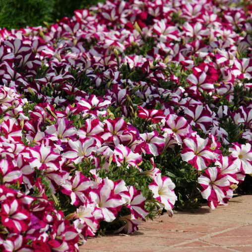 Easy Wave Burgundy Star Petunia Seeds - Image 3