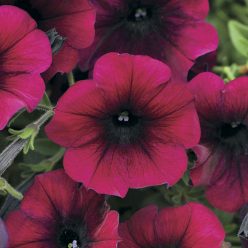 Easy Wave Burgundy Velour Petunia Seeds