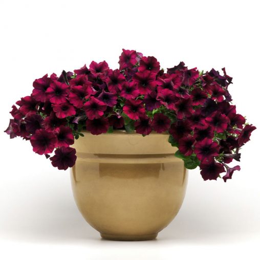 Easy Wave Burgundy Velour Petunia Seeds - Image 3