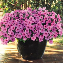 Easy Wave Pink Passion Hybrid Petunia Seeds