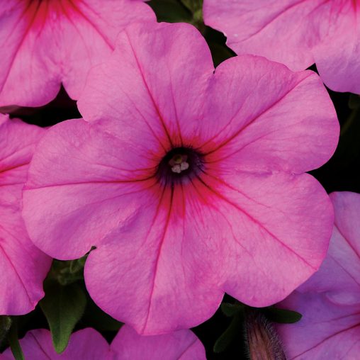 Easy Wave Pink Passion Hybrid Petunia Seeds - Image 3