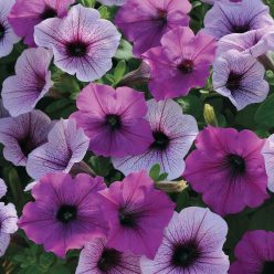 Easy Wave Plum Pudding Mix Petunia Seeds