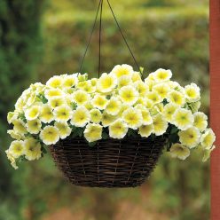 Easy Wave Yellow Hybrid Petunia Seeds