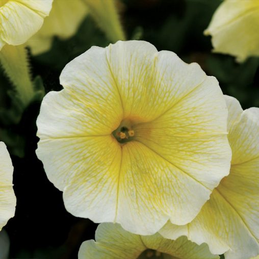 Easy Wave Yellow Hybrid Petunia Seeds - Image 3
