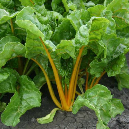El Dorado Swiss Chard Seeds - Image 3