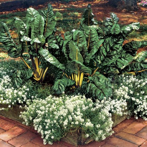 El Dorado Swiss Chard Seeds - Image 4