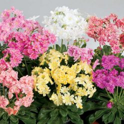 Elise Lewisia Seeds