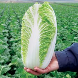Emiko Hybrid Organic Chinese Cabbage Seeds