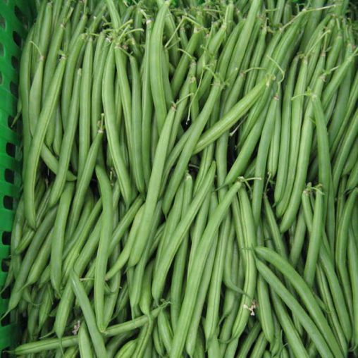 Endeavour Bean Seeds - Image 3