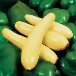 Enterprise Hybrid Squash Seeds  of 20 seeds