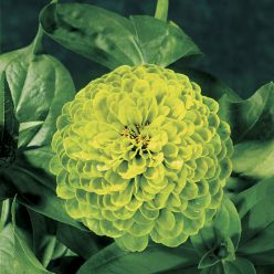 Envy Zinnia Seeds