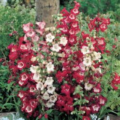 Esprit Mix Penstemon Seeds