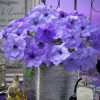 Evening Scentsation Petunia Seeds  of 10 seeds
