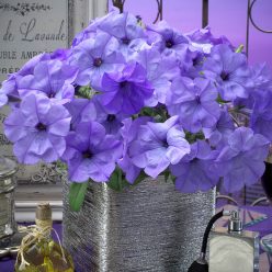 Evening Scentsation Petunia Seeds  of 10 seeds