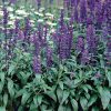 Evolution Salvia Seeds