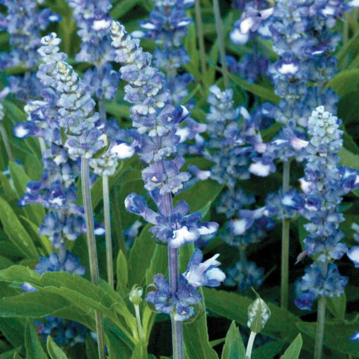 Fairy Queen Salvia Seeds - Image 2