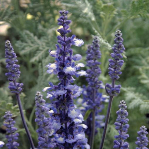 Fairy Queen Salvia Seeds - Image 3