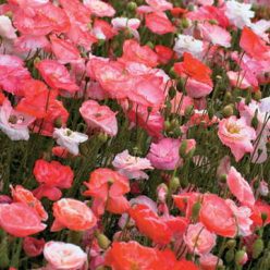 Falling in Love Poppy Seeds