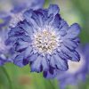 Fama Deep Blue Pincushion Flower