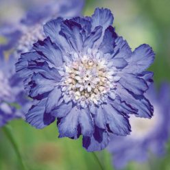Fama Deep Blue Pincushion Flower