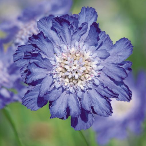 Fama Deep Blue Pincushion Flower - Image 2