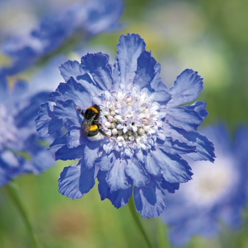 Fama Deep Blue Pincushion Flower - Image 3
