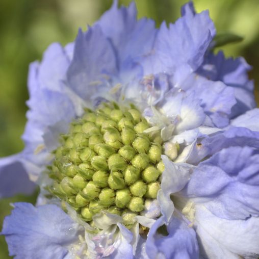 Fama Deep Blue Pincushion Flower - Image 4
