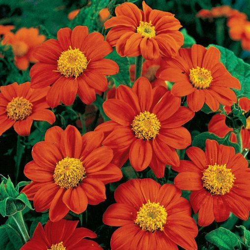 Fiesta del Sol Mexican Sunflower Seeds - Image 2
