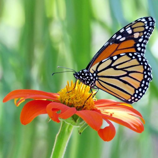 Fiesta del Sol Mexican Sunflower Seeds - Image 3