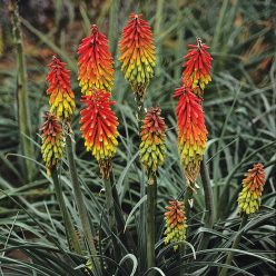 Fire Dance Red Hot Poker Seeds