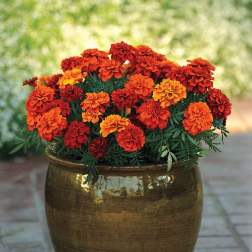 Fireball Marigold Seeds - Image 2