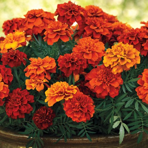 Fireball Marigold Seeds - Image 3