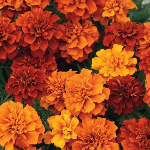 Fireball Marigold Seeds - Image 4