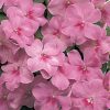 Florific Lavender New Guinea Impatiens Seeds