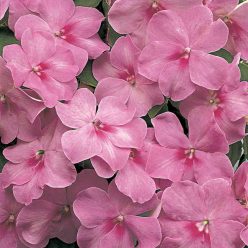 Florific Lavender New Guinea Impatiens Seeds