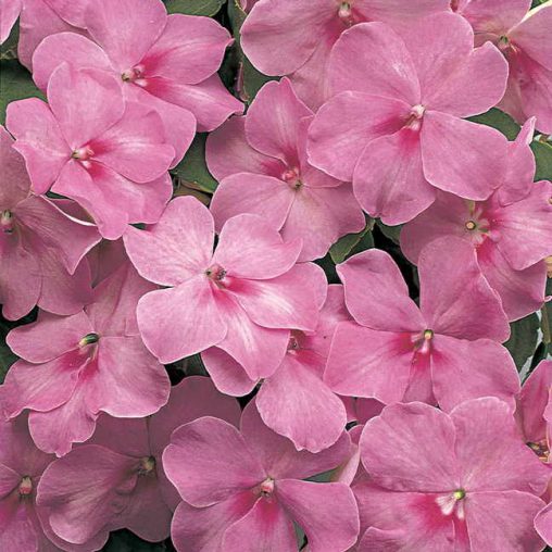 Florific Lavender New Guinea Impatiens Seeds