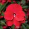 Florific Red New Guinea Impatiens Seeds