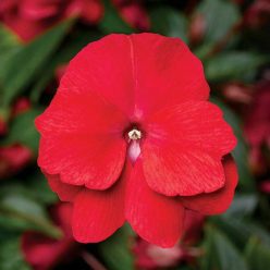 Florific Red New Guinea Impatiens Seeds