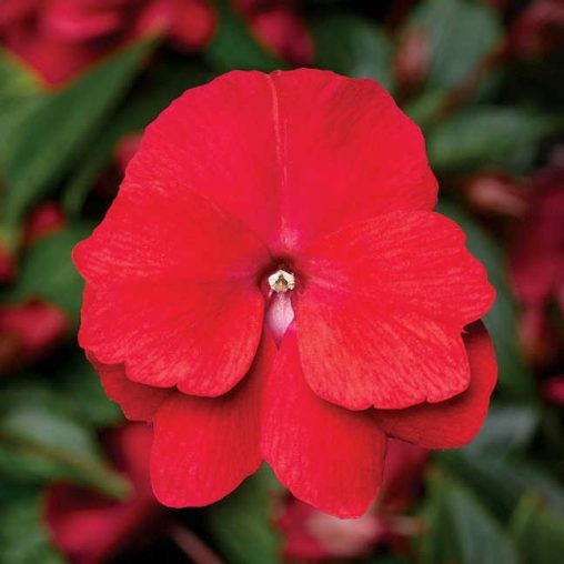 Florific Red New Guinea Impatiens Seeds