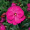Florific Violet New Guinea Impatiens Seeds