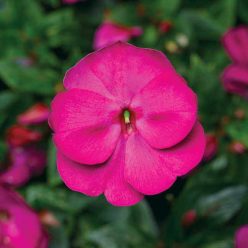 Florific Violet New Guinea Impatiens Seeds